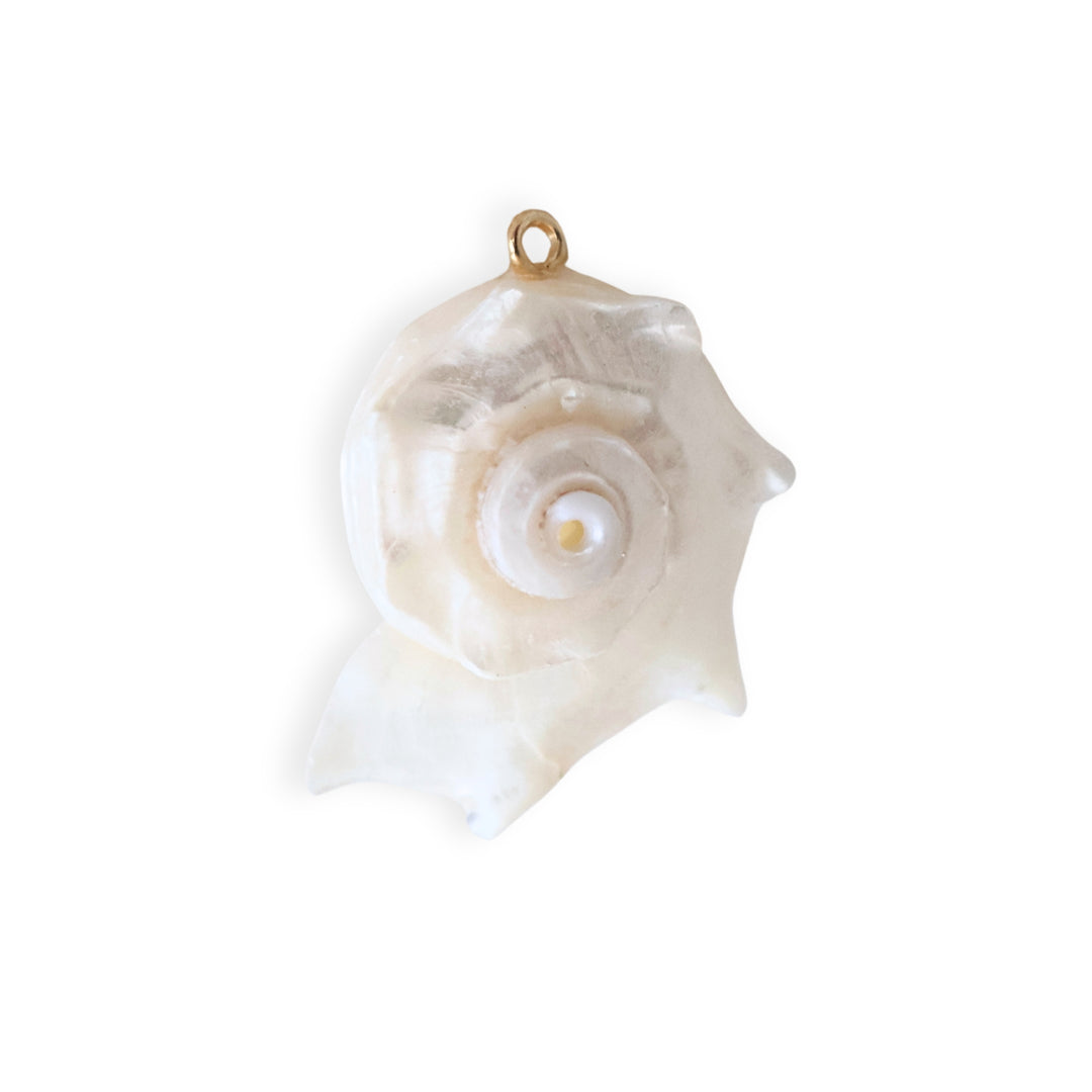 Dije de concha natural en forma de caracol sobre fondo blanco