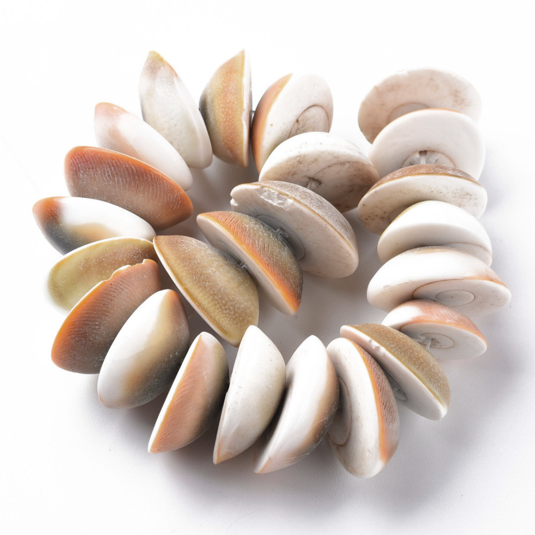 Tira de concha natural para elaboración de joyería