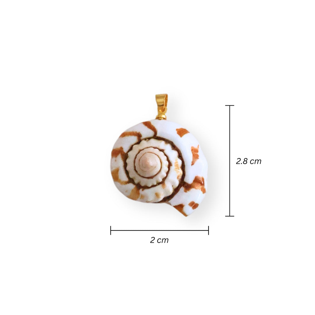 Medidas para dije caracol de concha natural con portadije de chapa de oro