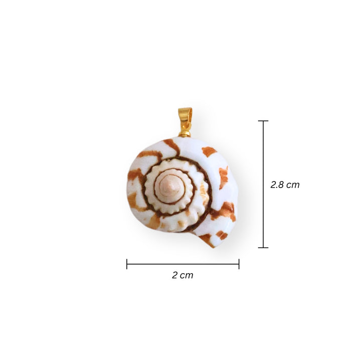 Medidas para dije caracol de concha natural con portadije de chapa de oro